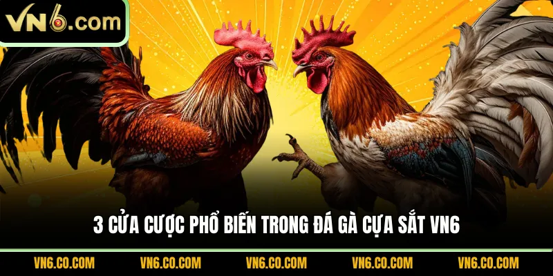 3 cửa cược phổ biến trong đá gà cựa sắt VN6