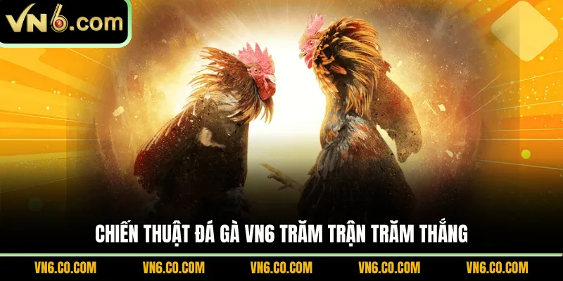 Chiến thuật đá gà VN6 trăm trận trăm thắng