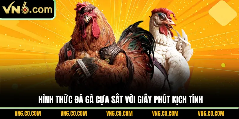 Hình thức đá gà cựa sắt với giây phút kịch tính