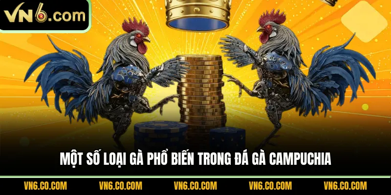 Một số loại gà phổ biến trong đá gà Campuchia