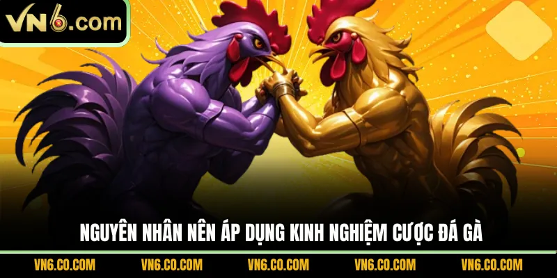 Nguyên nhân nên áp dụng kinh nghiệm cược đá gà